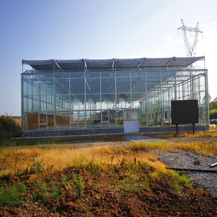 When crops are planted in greenhouses, When crops are planted in greenhouses,