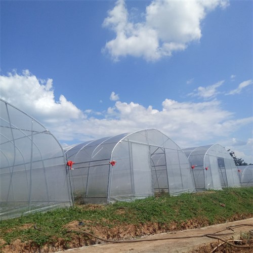 Enkelt-span plastfilm drivhus